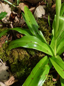 Orchis mascula 'purpurea'